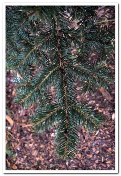 Close-up photo of Algerian Fir