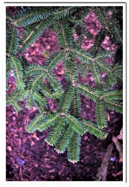 Close-up photo of Algerian Fir