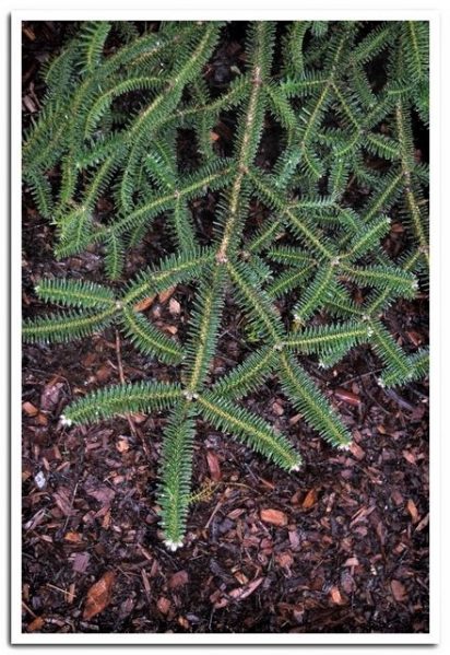 Close-up photo of Moroccan Fir