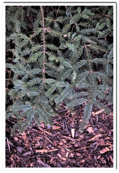 Close-up photo of Abies vejari