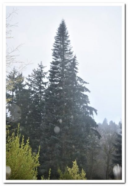 Photo of Abies vejari