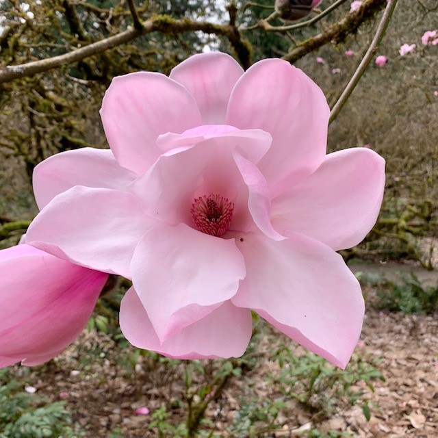Close-up photo of Magnolia 'Carhaeys Belle'