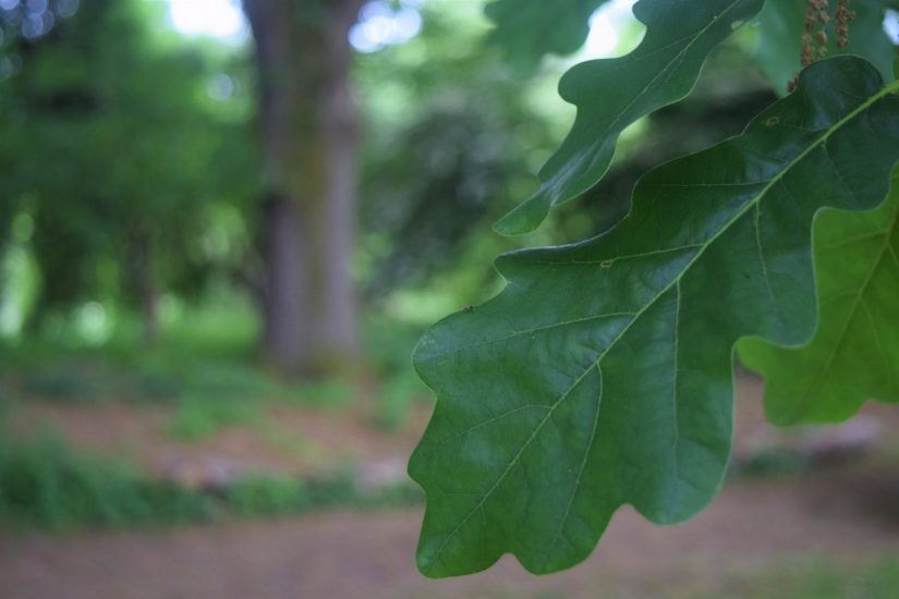 Photo of English Oak