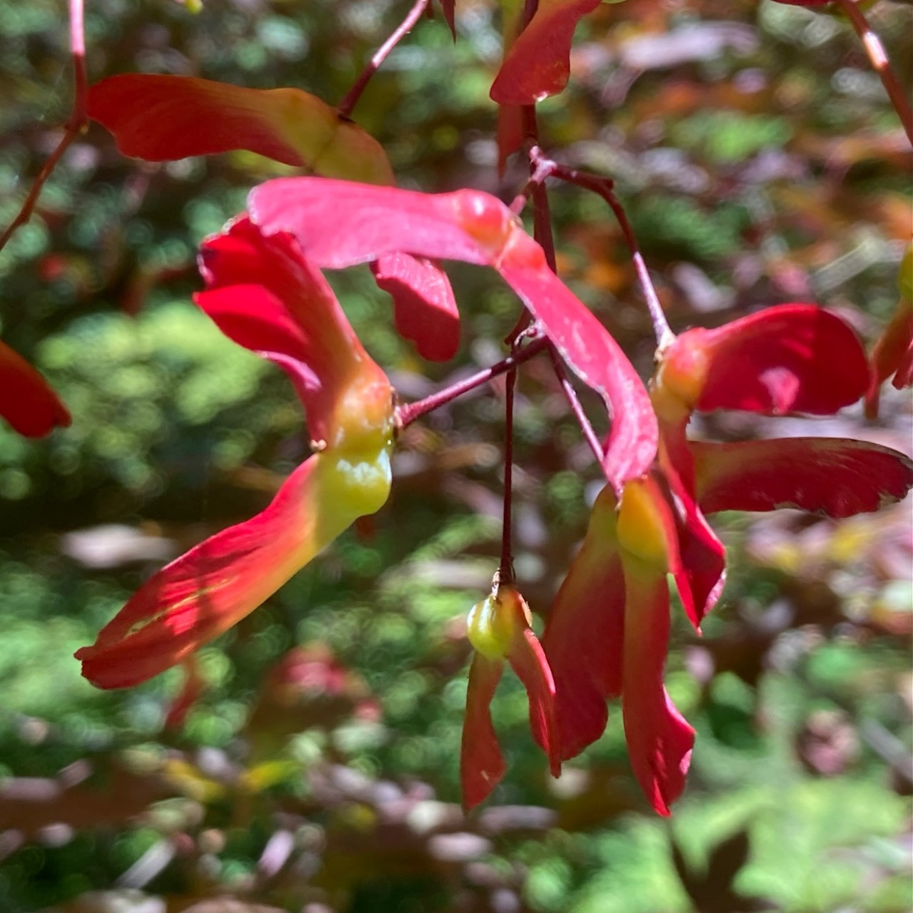 Photo of Japanese Maple
