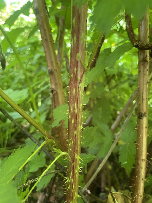 June 2021 Plant Profile Salmonberry