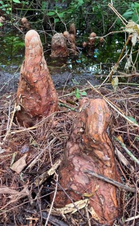 Photo Bald Cypress "knees"