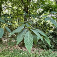 Photo of American Chestnut