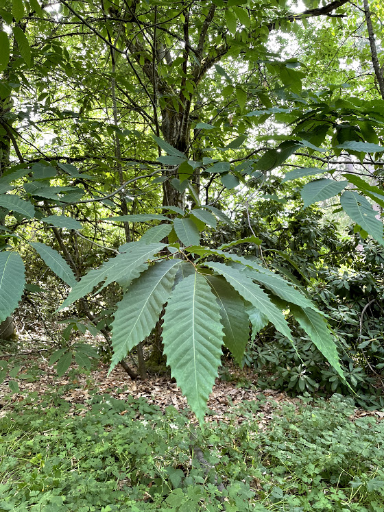 Photo of American Chestnut