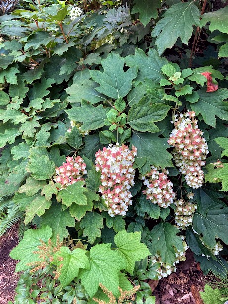 Photo of Oakleaf Hydrangea