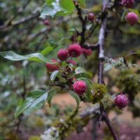 Close-up photo of Malus x adstringens