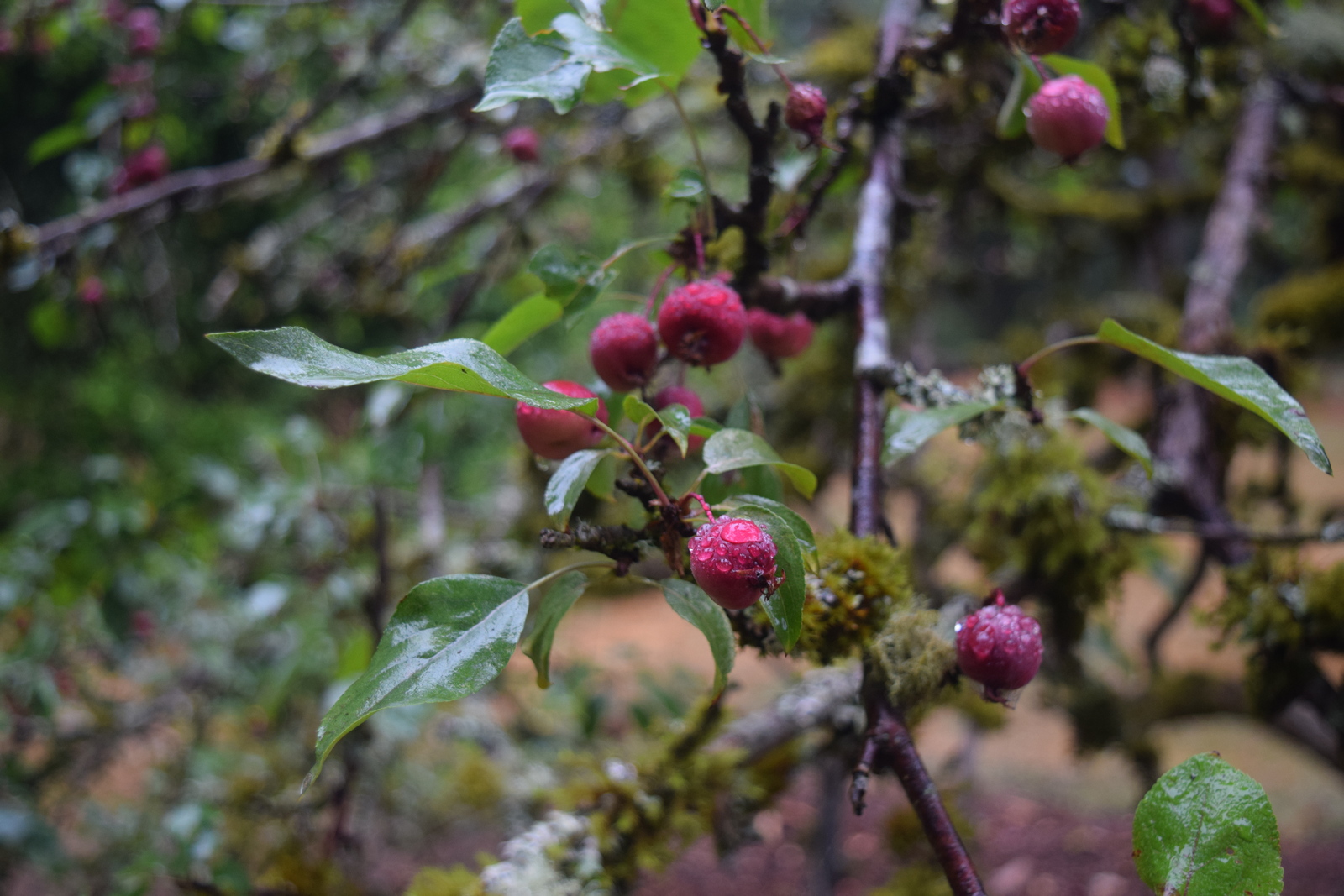 Close-up photo of Malus x adstringens