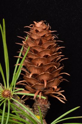 Larix occidentalis (western larch) cone collected from the Washington Park Arboretum for the book.