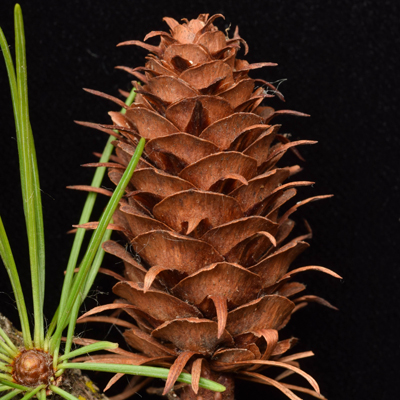 Larix occidentalis (western red fir) collected from the Washington Park Arboretum for the book.