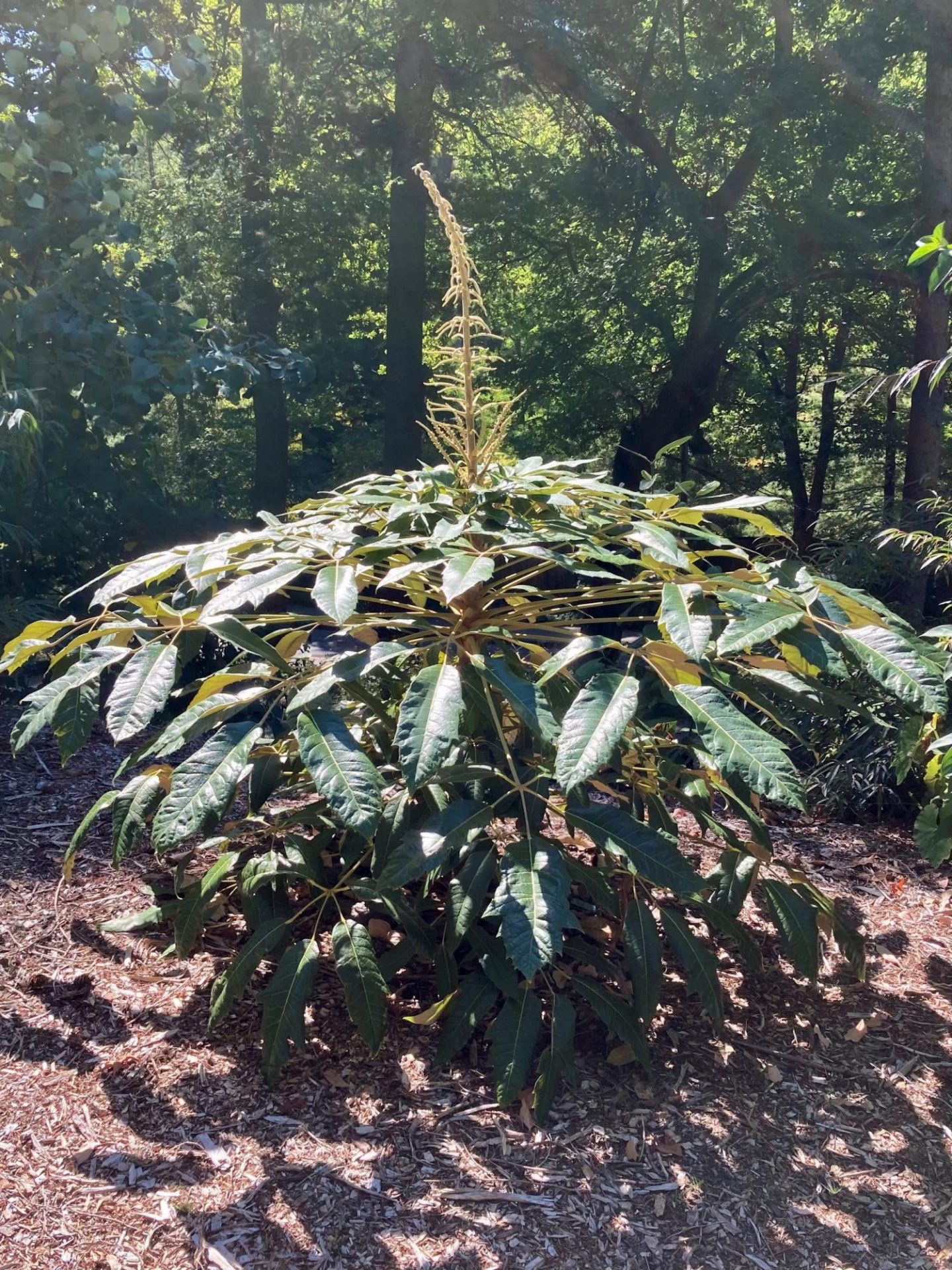 Photo of Delavay's Schefflera