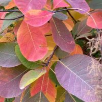 Photo of American Smoketree