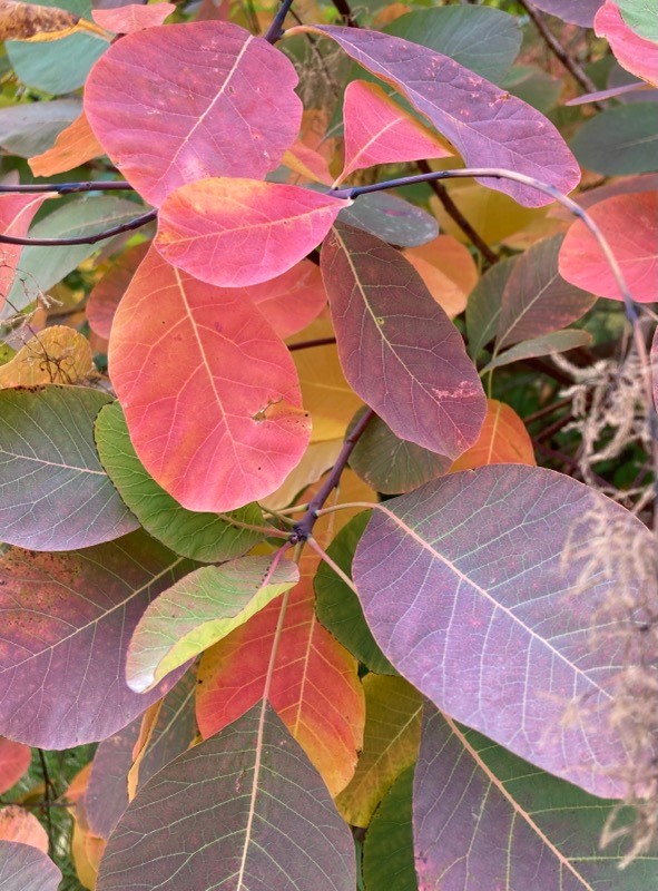 Photo of American Smoketree