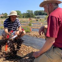 Soo-Hyung Kim and David Zuckerman checking on Lagerstroemia Center Stage®'s first blooms in late July.
