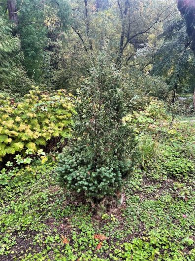 Photo of Golden Vietnam Cypress