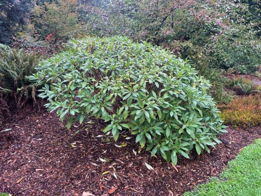 Photo of Paperbush plant