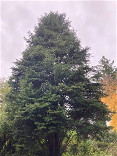 Photo of Dwarf Cedar of Lebanon