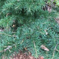 Close-up photo of Dwarf Cedar of Lebanon