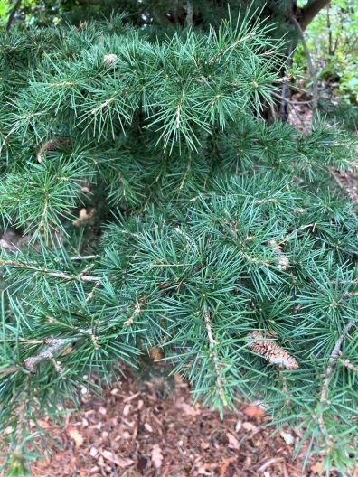 Close-up photo of Dwarf Cedar of Lebanon