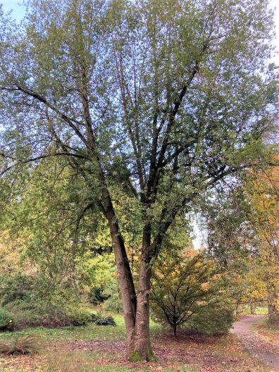 Photo of California Bay Laurel