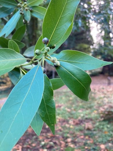 Close-up photo of California Bay Laurel