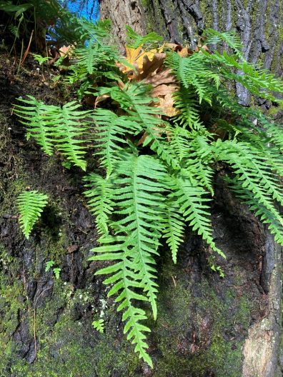 Close-up photo of Licorice Fern