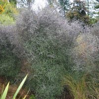 Photo of Wire-netting Bush