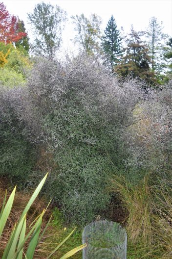 Photo of Wire-netting Bush
