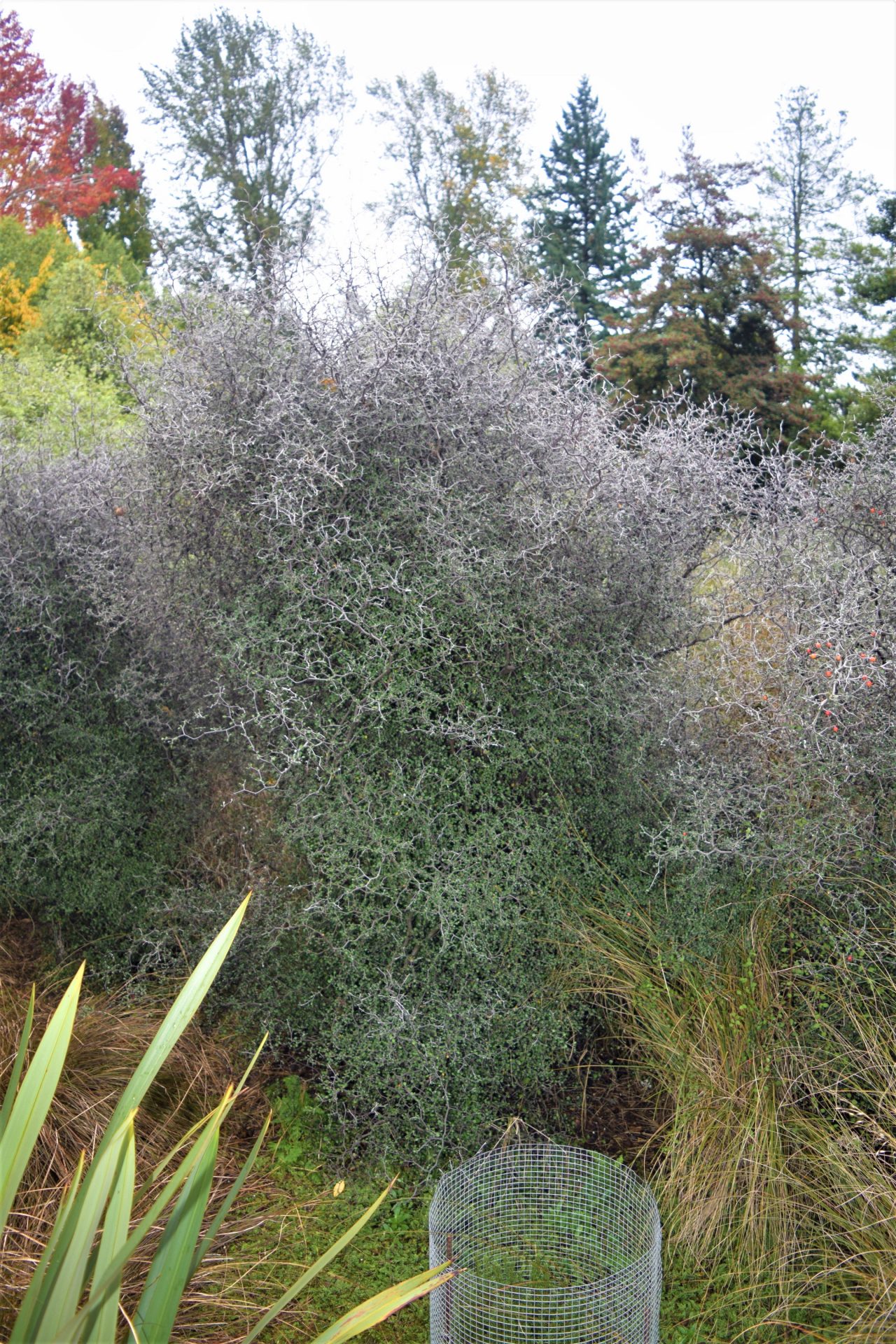 Photo of Wire-netting Bush