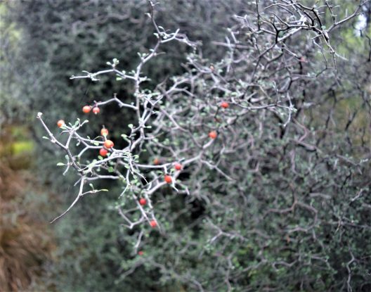 Close-up photo of Wire-netting Bush