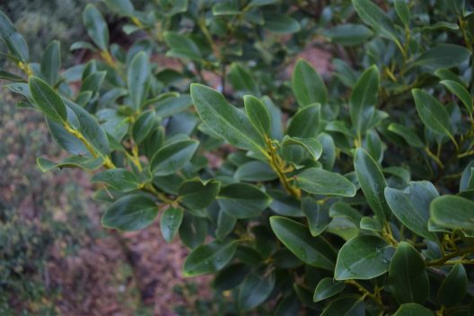 Close-up photo of Broadleaf, Kapuka