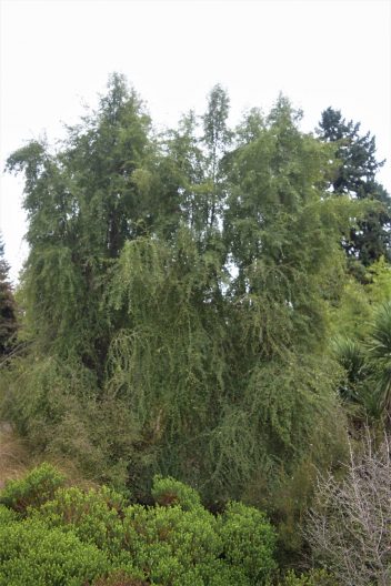 Photo of Narrow-leaved Lacebark