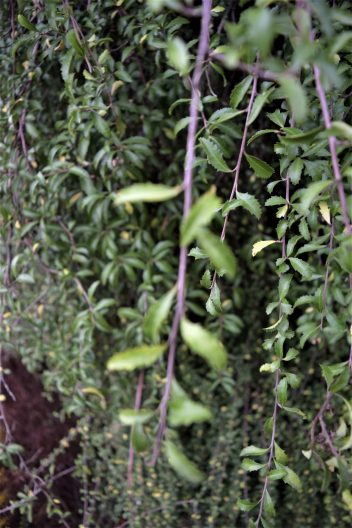 Close-up photo of Narrow-leaved Lacebark