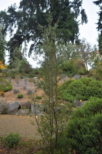 Photo of Mountain Toatoa