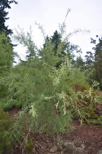 Photo of Kowhai