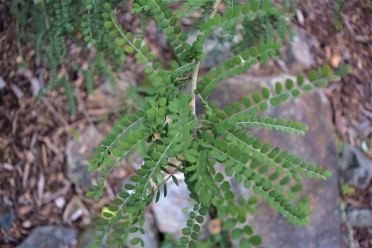 Close-up photo of Kowhai