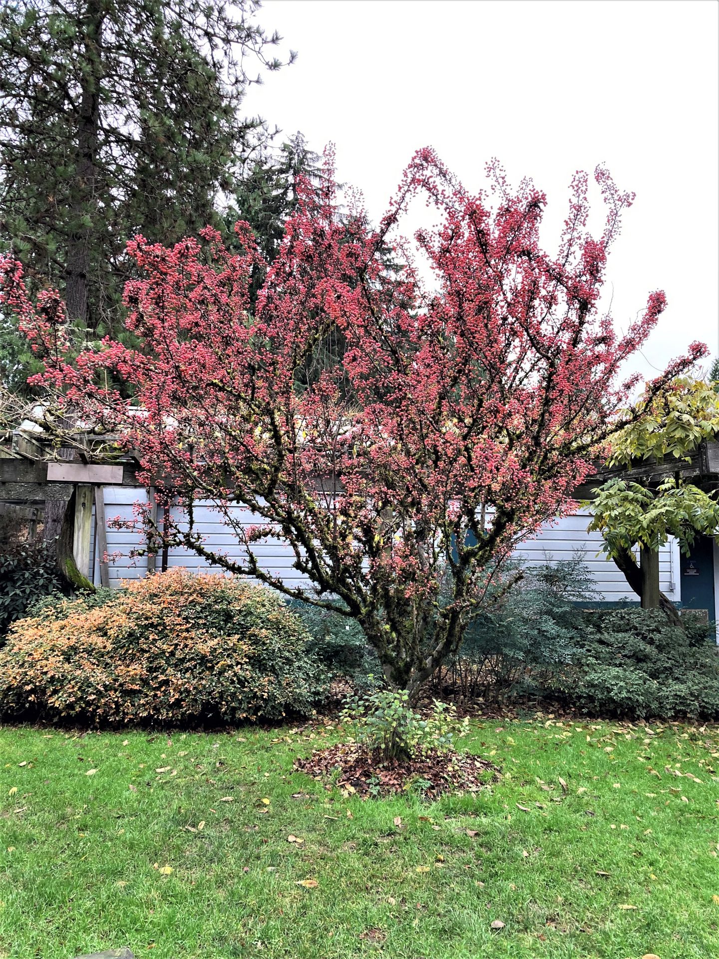 Photo of Adirondack Crabapple
