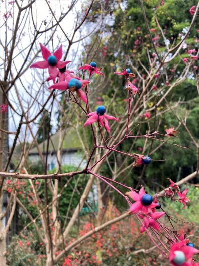 Photo of Harlequin Glorybower