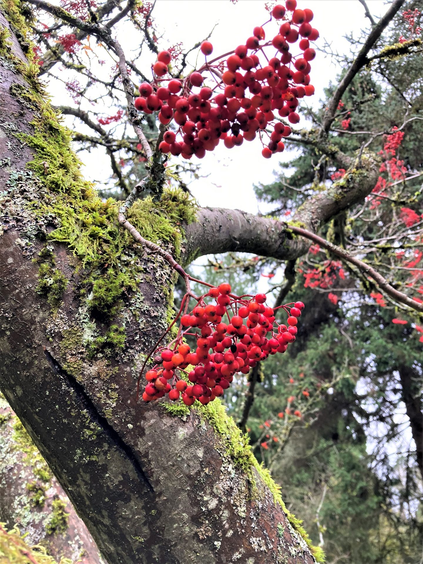A Berry Colorful Winter Beginning