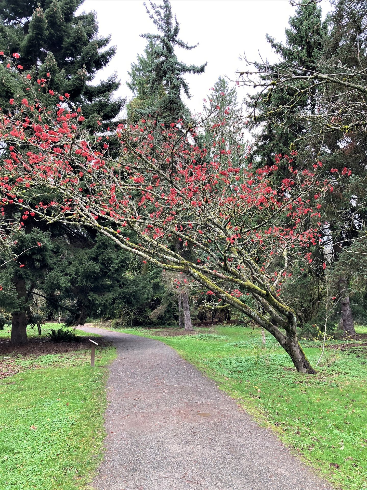 A Berry Colorful Winter Beginning