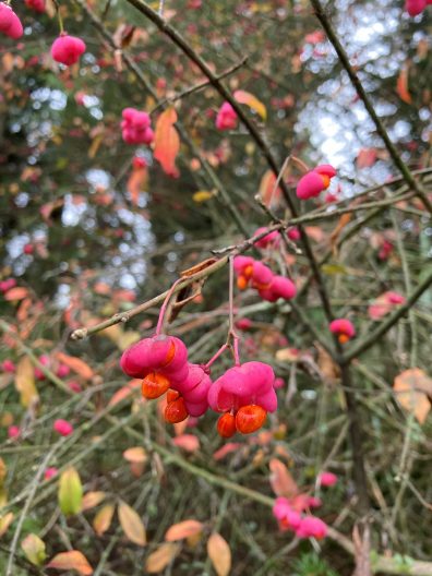 Photo of Spindle Tree