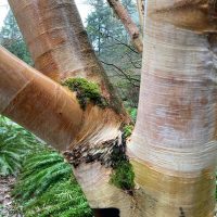 Photo of Chinese Red Birch