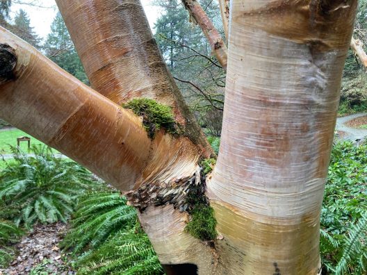 Photo of Chinese Red Birch