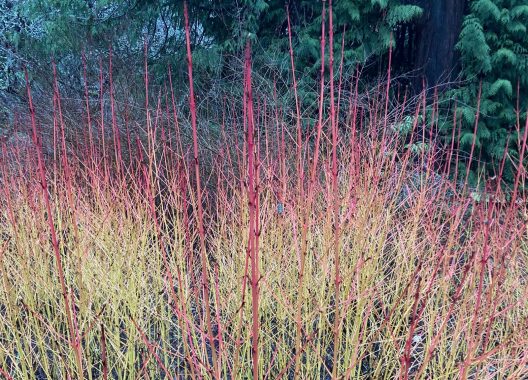 Photo of Midwinter Fire Dogwood