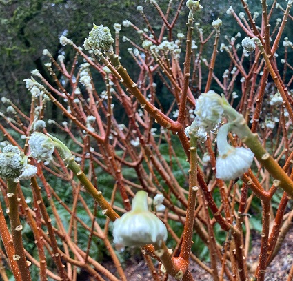 Photo of Paperbush