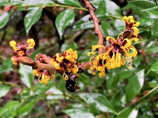 Photo of Chinese Witch Hazel