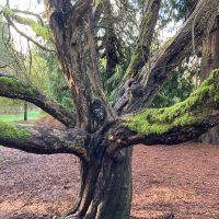 Photo of Western Crabapple